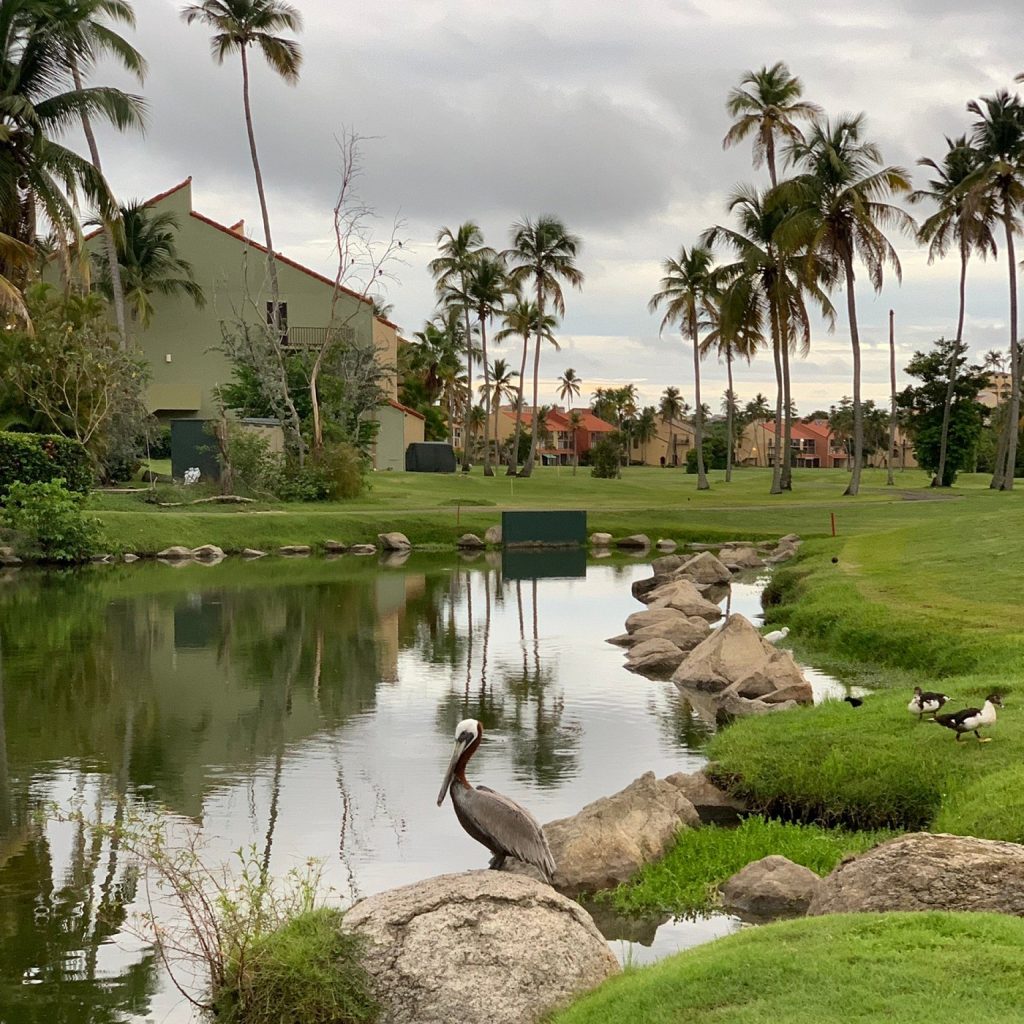 Palmas Del Mar Duck Pond