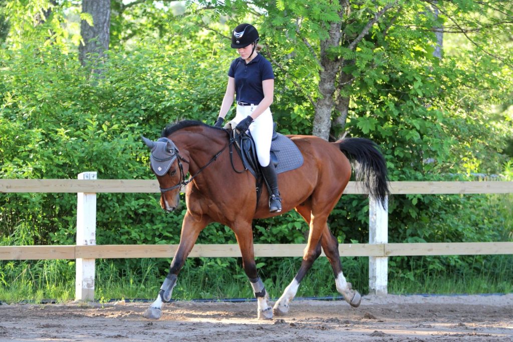 Palmas Del Mar horeseback riding